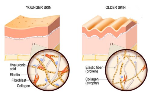 Collagen tăng cường độ căng bóng, hạn chế lão hóa da.jpg