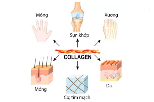 Tác dụng của collagen với sắc đẹp, sức khỏe.jpg